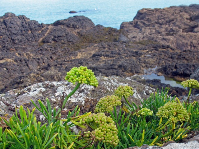 Crithmum maritimum (Perce-pierre, crithme maritime)