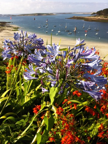 Agapanthes en Bretagne