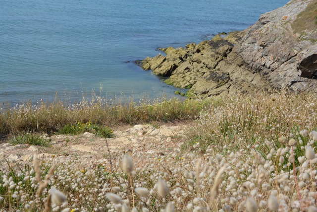 Lagurus ovatus en bord de mer