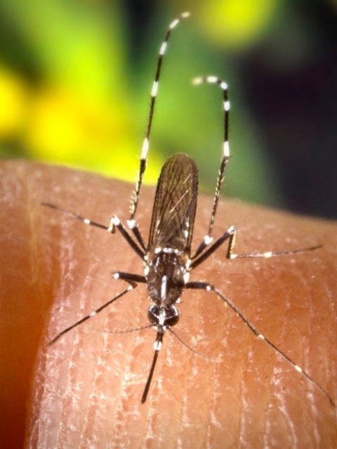 Aedes albopictus