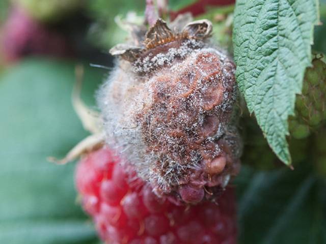 Botrytis cinerea sur framboises - D.R.