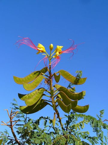 Fruits (gousses) de Caesalpinia gilliesii