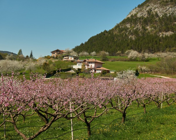Fruitiers en montagne