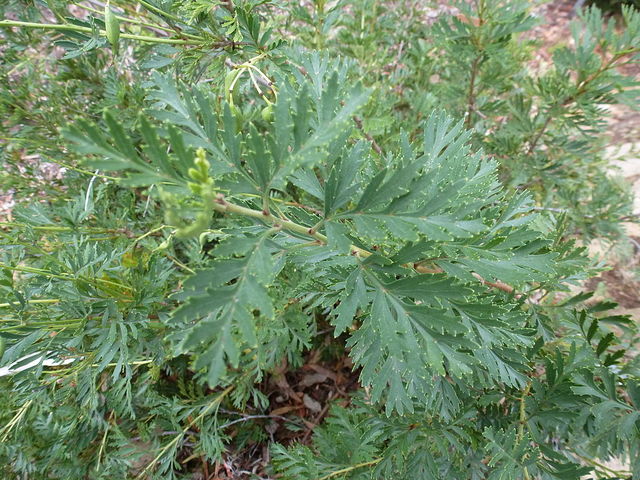 Lomatia tinctoria : feuillage