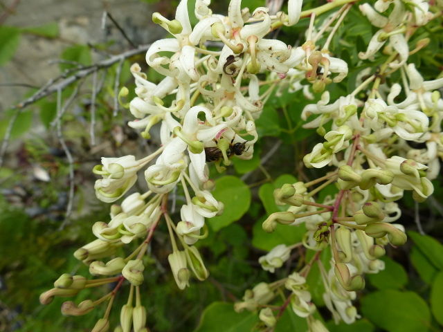 Lomatia tinctoria : fleurs