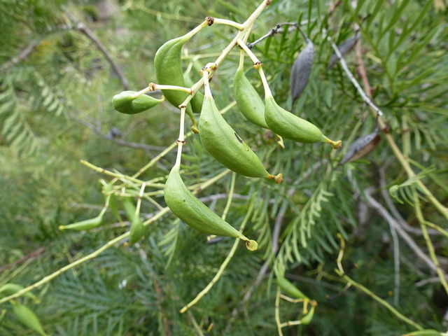Lomatia tinctoria : fruits