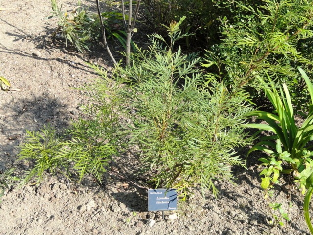 Lomatia tinctoria : jeune plant