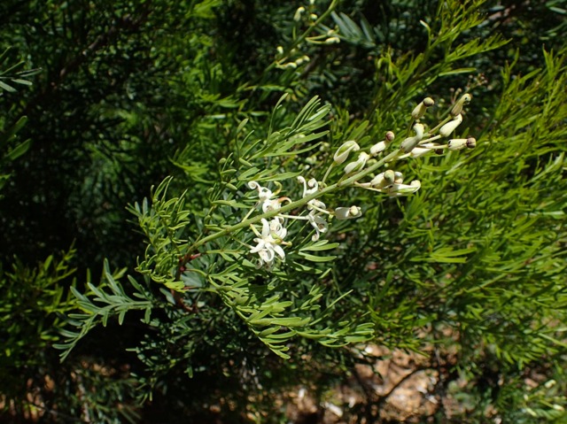 Lomatia tinctoria