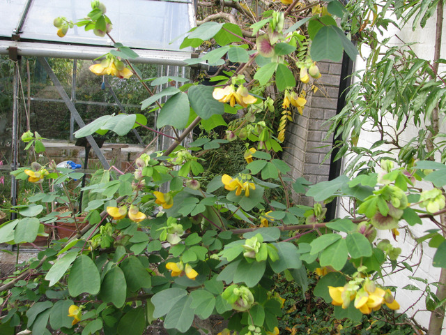 Amicia zygomeris en fleurs
