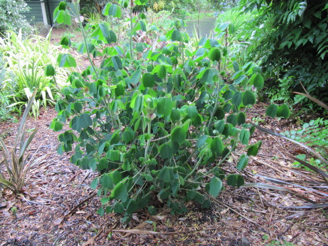 Amicia zygomeris