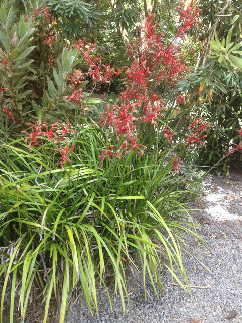 Anigozanthos humilis en fleurs