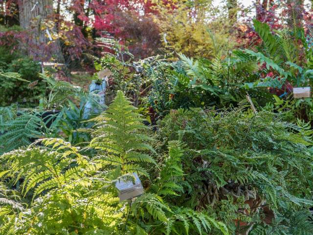 Journées des plantes de Chantilly - fougères
