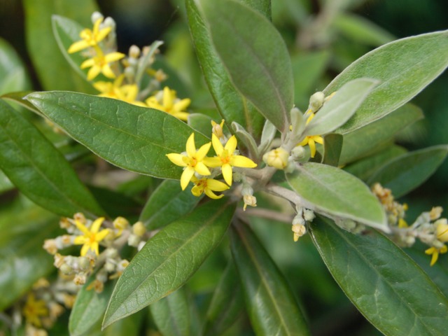 Corokia buddleioides