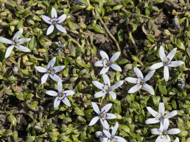 Isotoma fluviatilis