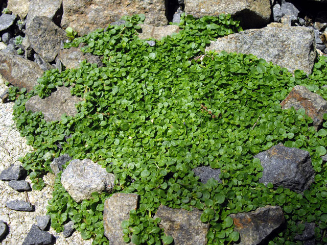 Menthe corse, Mentha requienii
