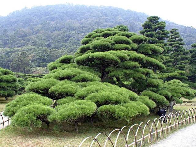 Ritsurin Garden in Takamatsu, Kagawa Prefecture, Japan