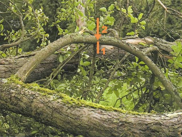 Bois : ordre de coupe