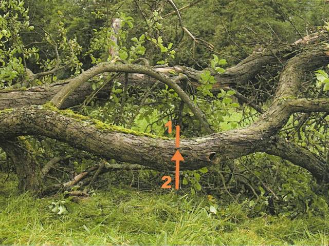 Bois : ordre de coupe