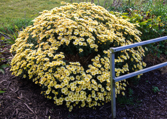 Les Chrysanthèmes Busch 26 cm jaune en pot DP Art Plantes Artificielles CHRYSANTHEME PF