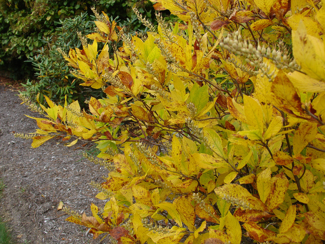 Clethra alnifolia en automne