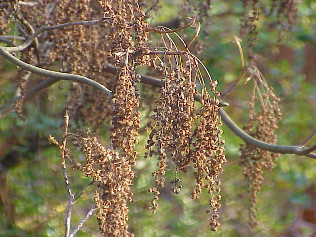 Clethra barbinervis : fruits séchés