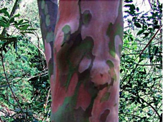 Clethra barbinervis 'Great Star'