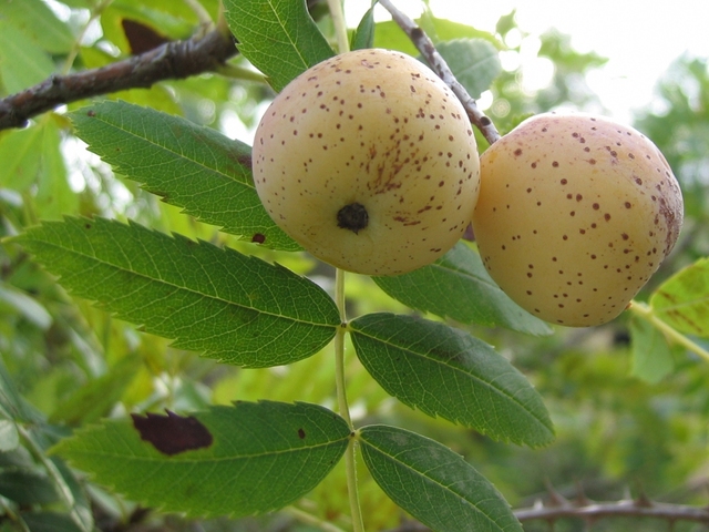 Cormes (fruits du cormier, Sorbus domestica)