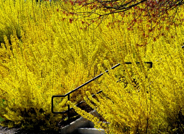 Forsythia x intermedia