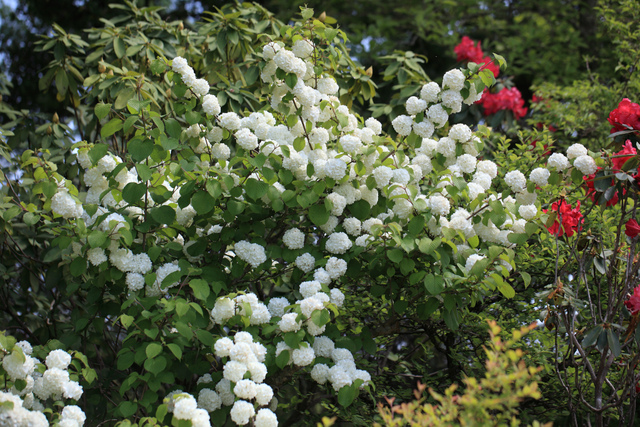 Viorne (Viburnum plicatum var. plicatum)