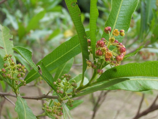 Dodonaea viscosa : fleurs