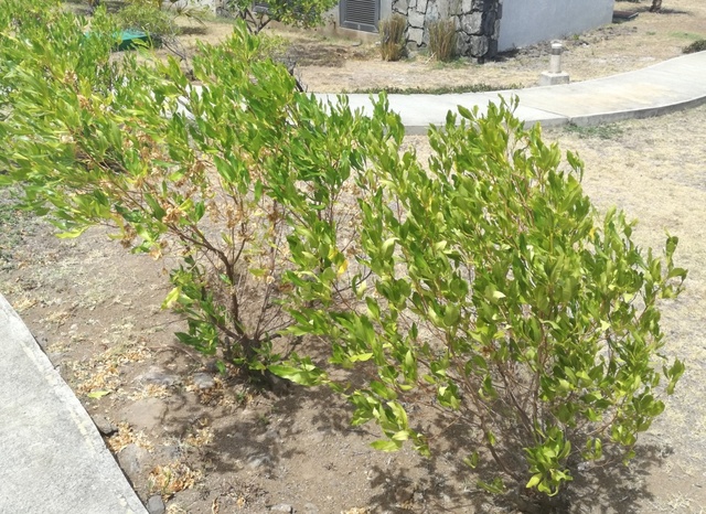 Dodonaea viscosa plantés en haie