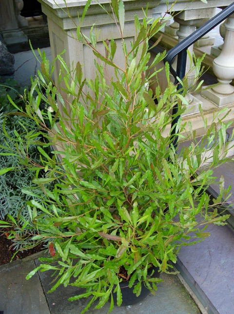 Dodonaea viscosa 'Purpurea'