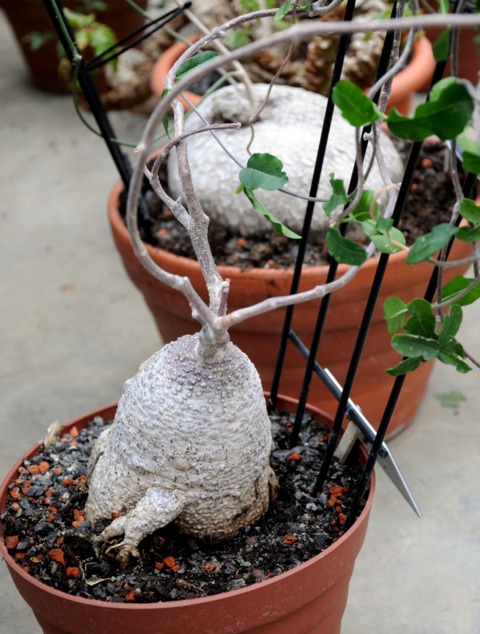 Fockea edulis en jardinerie