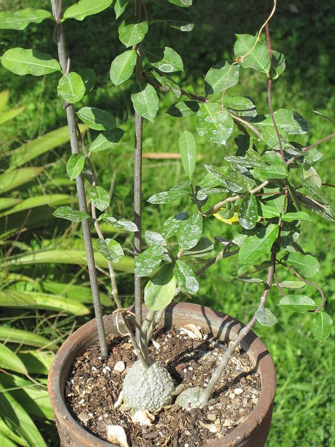 Fockea edulis en extérieur en été