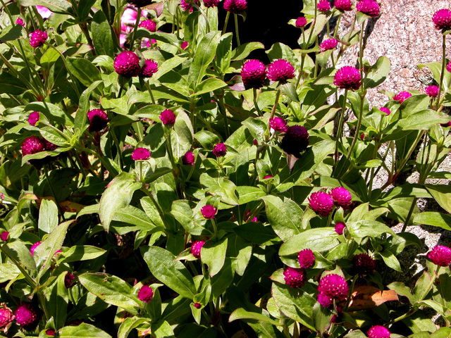 Gomphrena globosa