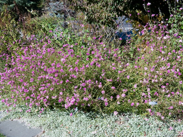 Gomphrena globosa 'Fireworks'