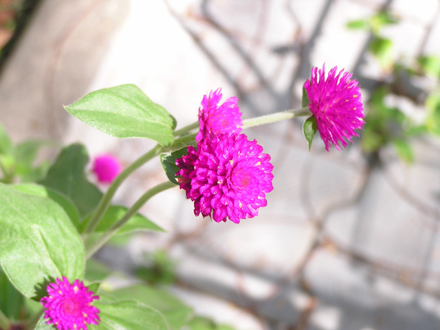 Gomphrena globosa : fleurs 