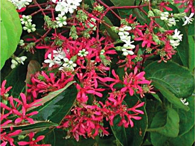 Heptacodium jasminoides