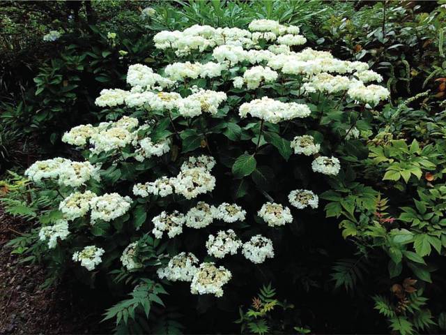 Hydrangea macrophylla 'Wedding Gown'