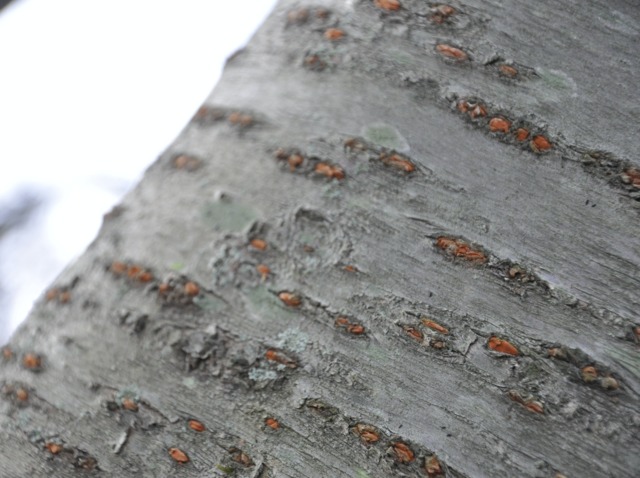 Lenticelles sur l'écorce d'un cerisier