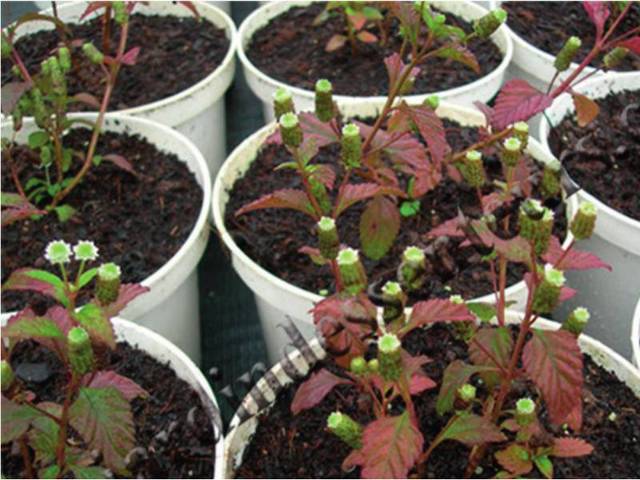 Lippia dulcis