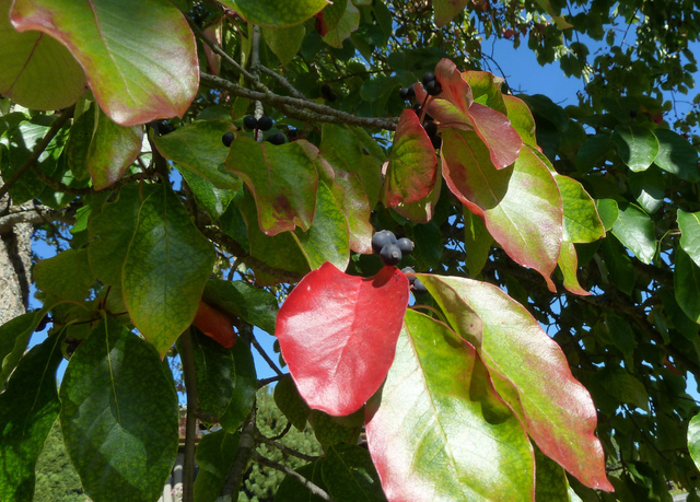 Nyssa sylvatica : feuillage en début d'automne