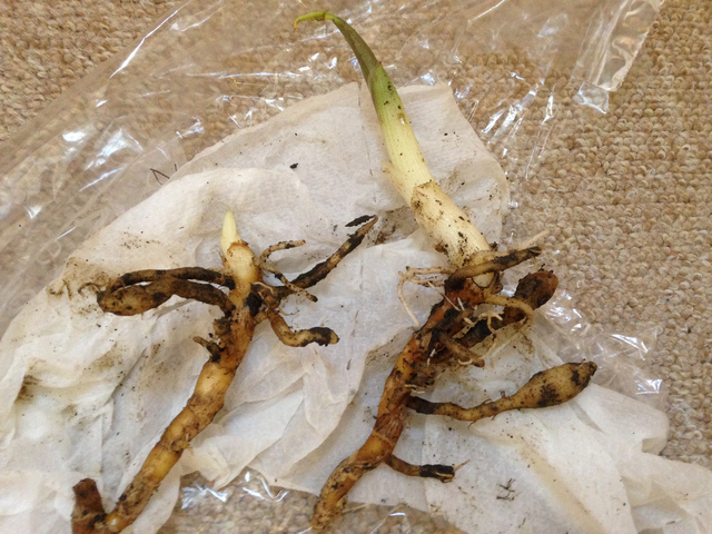 Zingiber mioga : rejets et rhizomes