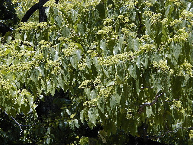 Hovenia dulcis - Floraison et feuillage