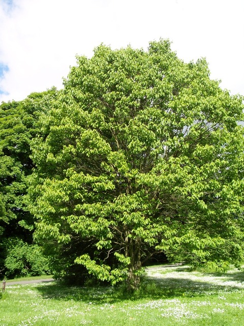 Hovenia dulcis, raisinier de Chine