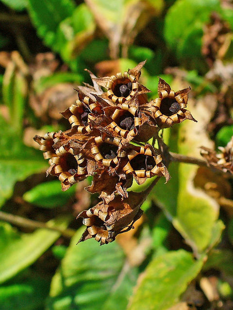 Graines de Primula veris