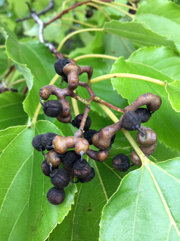 Raisinier de Chine, arbre aux raisins secs