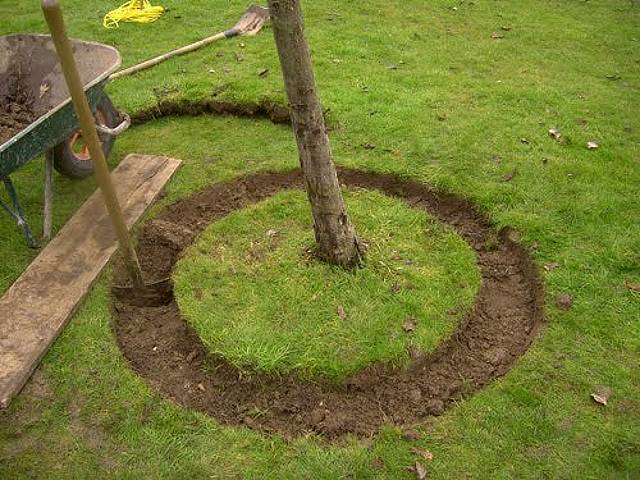 Cernage : tranchée circulaire