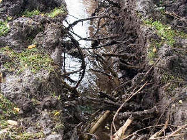 Racines dans la tranchée