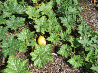 cucurbita pepo potiron